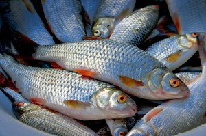 Плотва - самая распространенная мирная пресноводная рыба средних размеров