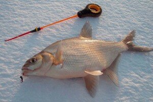 Боковой кивок для зимней рыбалки – как, зачем и почему