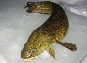 Налим - рыба, активно начинающая кормление поздней осенью и зимой, в другие месяцы поймать ее невозможно